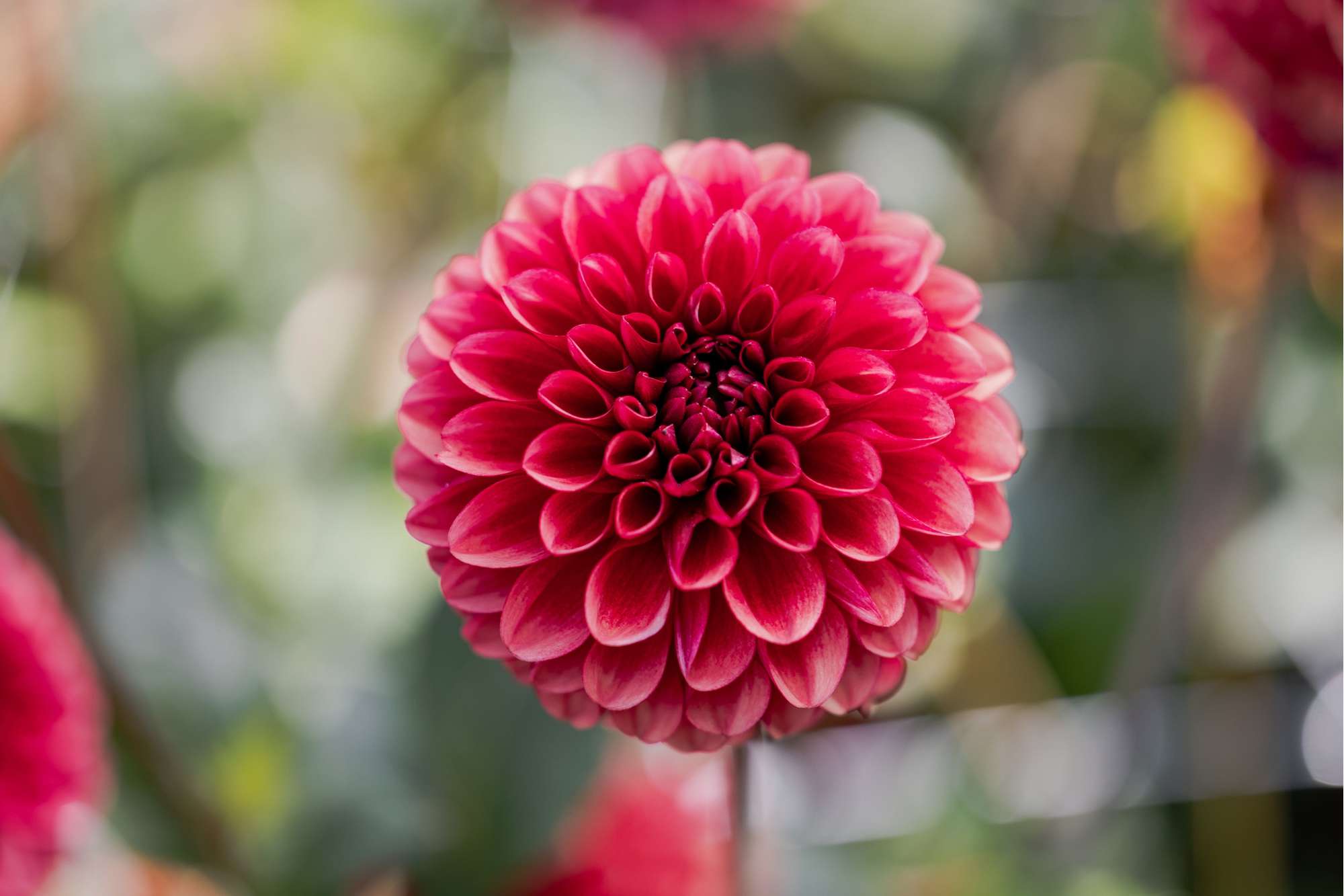 Dahlia 'Copper Boy'